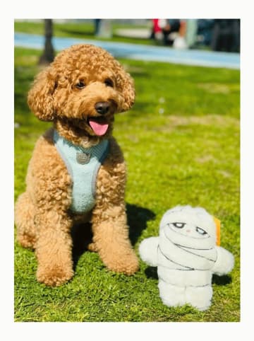 Paws&Whiskers Hundespielzeug in Creme - (L)21 x (B)20 cm