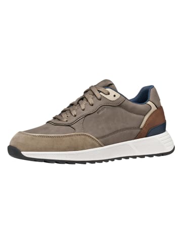 Geox Sneakers "Molveno" taupe