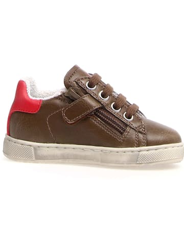 Naturino Leder-Sneakers "Hasselt" in Braun