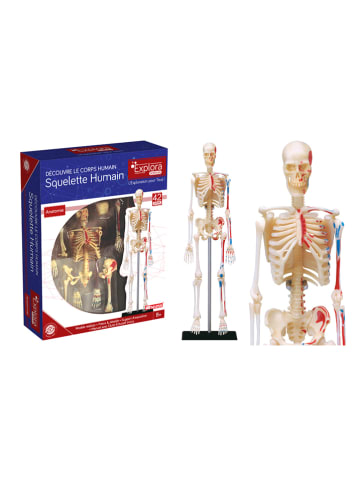 MGM 42-delige bouwset "Anatomie" - vanaf 8 jaar