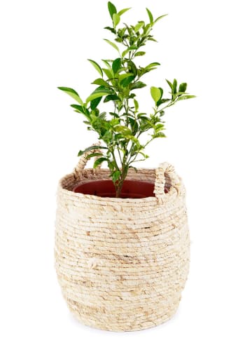 Compactor Opbergmand "Lhassa" beige - (B)30 x (H)30 x (D)30 cm