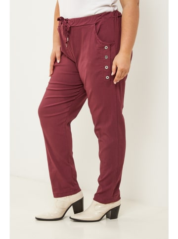 Curvy Lady Hose in Bordeaux