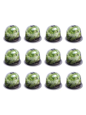 Inkazen 12er-Set: Salatglocken in Transparent - (B)25,5 x (H)20 cm