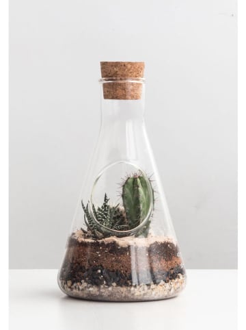 SuckUK Zestaw w kolorze zielono-brązowym do tworzenia terrarium roślinnego