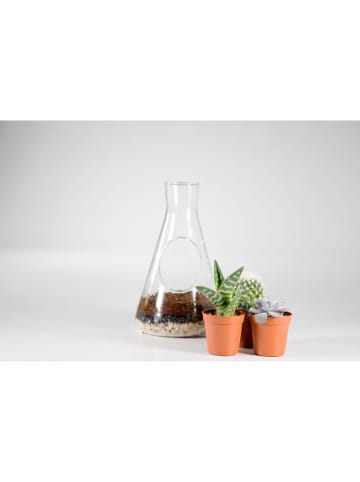 SuckUK Planten terrariumset groen/bruin