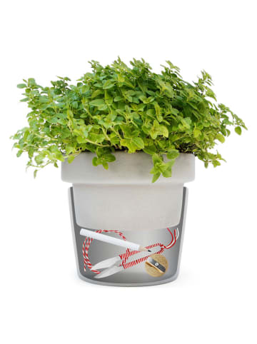 SuckUK Kunstplant met geheim vak grijs/groen - (H)13,5 x Ø 15,5 cm