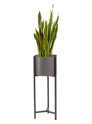 Lifa Living Stojak "Delphine" w kolorze szarym na rośliny - wys. 70 cm