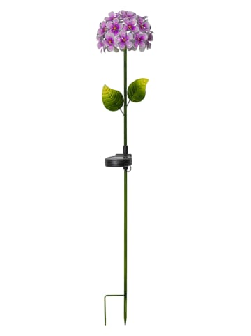 STAR Trading LED-Solar-Gartenstecker "Hortensia" in Violett - (H)77 cm