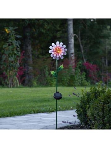 STAR Trading Ledsolartuinsteker "Pink Daisy" meerkleurig - (B)15 x (H)81 x (D)12 cm