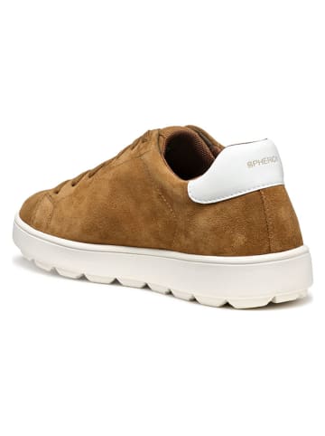 Geox Leder-Sneakers "Spherica Ecub" in Hellbraun