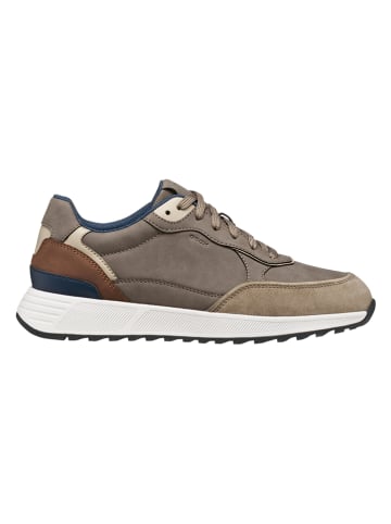 Geox Sneakers "Molveno" taupe