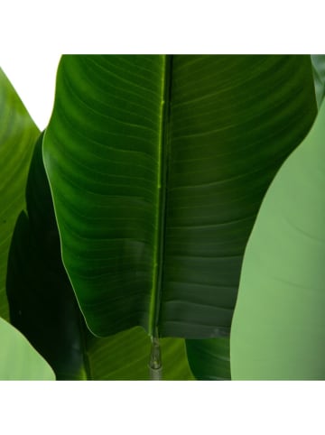 Homla Sztuczna roślina "Tropical Zone" w kolorze zielono-czarnym - wys. 90 cm