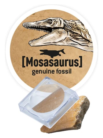 BUKI Zabawka konstrukcyjna "Dino Kit - T-Rex" - 8+