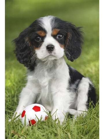 Schmidt Spiele 3x 48tlg. Puzzle "Meine liebsten Haustierbabys" - ab 4 Jahren