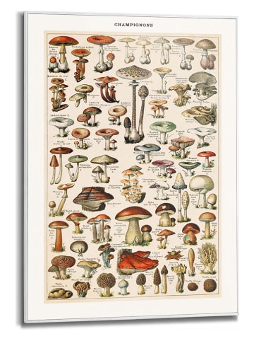 Orangewallz Gerahmter Kunstdruck "Champignons''