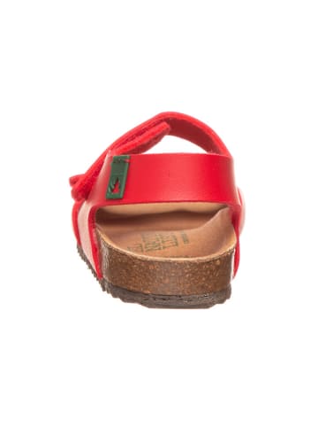 El Naturalista Sandalen rood