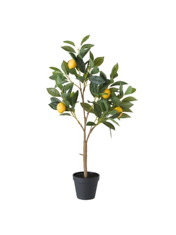 Boltze Topfpflanze "Zitronenbaum" in Grün - (B)30 x (H)73 x (T)20 cm