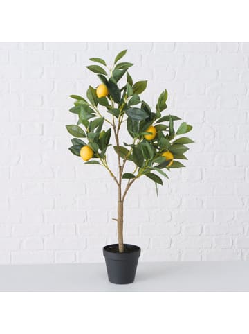 Boltze Topfpflanze "Zitronenbaum" in Grün - (B)30 x (H)73 x (T)20 cm