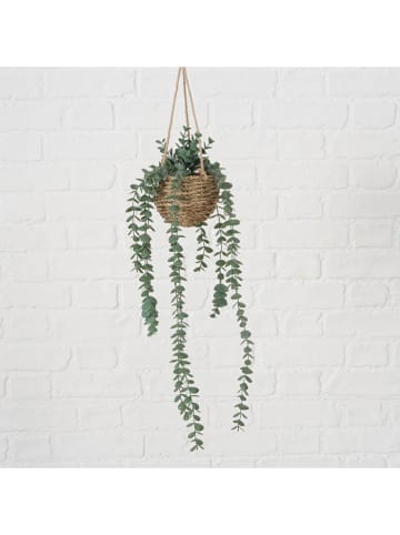 Boltze Topfpflanze "Eukalyptus" in Grün/ Hellbraun - (H)78 cm