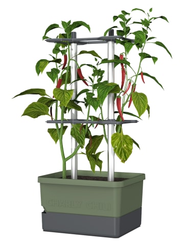 Gusta Garden Chili-Pflanztopf "Charly Chili" in Grün - (B)68,7 x (H)34,5 x (T)27,5 cm