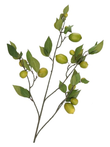 daan kromhout Dekozweig "Lemon" in Grün - (H)135 cm