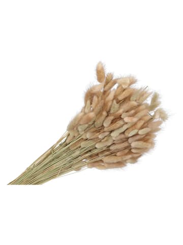 daan kromhout Dekoracyjna gałązka "Lagurus" w kolorze jasnobrązowym - wys. 60 cm