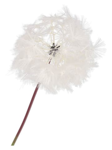 daan kromhout Dekoracyjna gałązka "Dandelion" w kolorze białym - wys. 91 cm