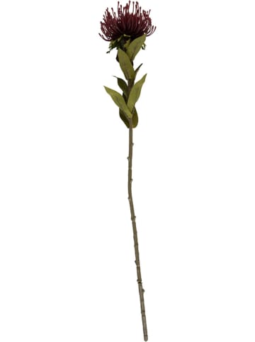 Present Time Kunstplant "Protea Flower" bordeaux/groen - (B)10 x (H)59 cm