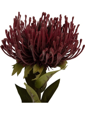 Present Time Sztuczna roślina "Protea Flower" w kolorze bordowo-zielonym - 10 x 59 cm