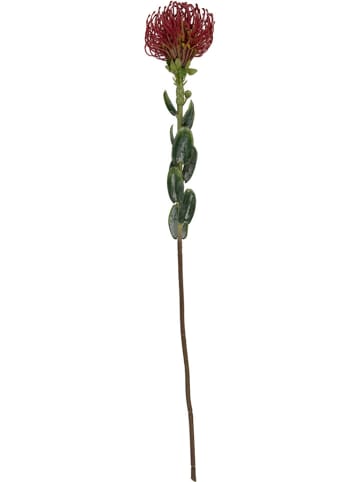 Present Time Kunstplant "Protea Flower" bordeaux/groen - (B)12 x (H)73 cm