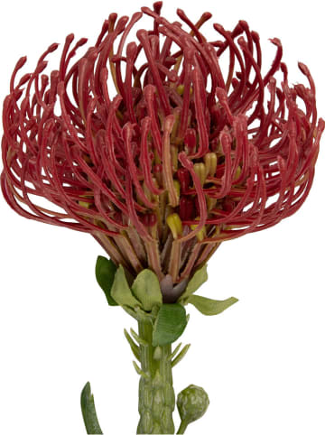 Present Time Kunstplant "Protea Flower" bordeaux/groen - (B)12 x (H)73 cm