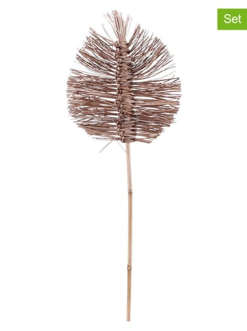 Ornami 2er-Set: Trockenzweige ''Koffi'' in Hellbraun - (L)75 cm