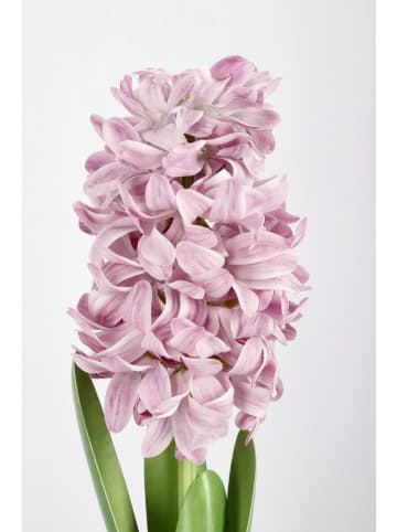 Bizzotto Kunstplant ''Hyacinth'' groen/lichtroze - (L)52 cm