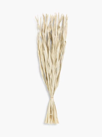 CALMA HOUSE Trockenblumenstrauß ''Rotoun'' in Beige - (L)60 cm