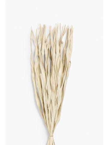 CALMA HOUSE Gedroogde bloemen boeket ''Rotoun'' beige - (L)60 cm