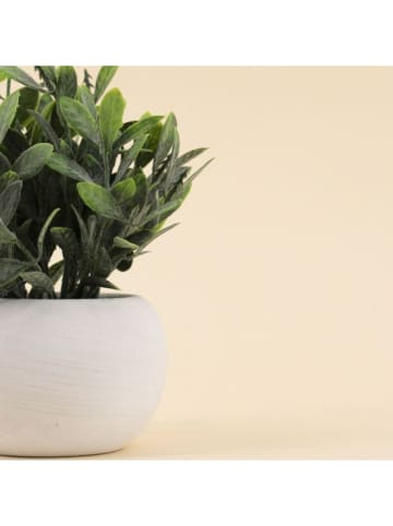 Ornami Kunstpflanze in Grün/ Weiß - (H)16 cm