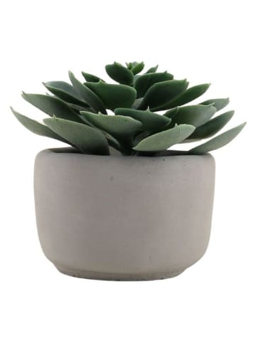 Ornami Kunstpflanze in Grün/ Grau - (H)12 cm