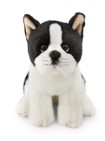 NICI Kuscheltier "Hund Bosten Terrier" - ab Geburt