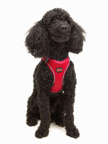 Hondentuigje rood