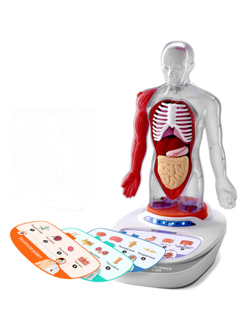 Zestaw anatomiczny - 6+