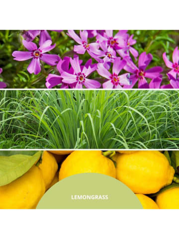 Pałeczki zapachowe "Lemon Grass" - 100 ml