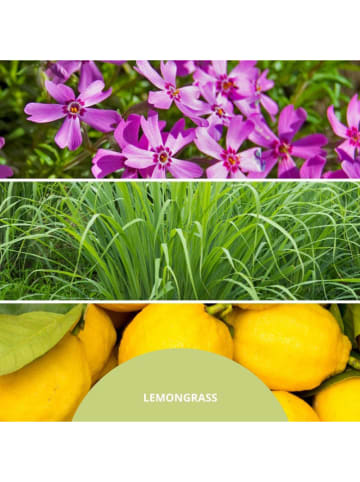 Uzupełnienie "Lemon Grass" do pałeczek zapachowych - 500 ml