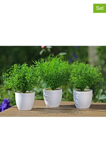 Boltze 3er-Set: Dekopflanzen "Pflanzen im Topf" - (H)25 cm