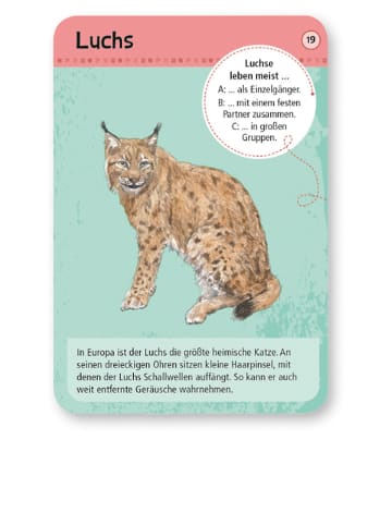 moses. Kartenset "50 heimische Wald- & Wildtiere" - ab 6 Jahren