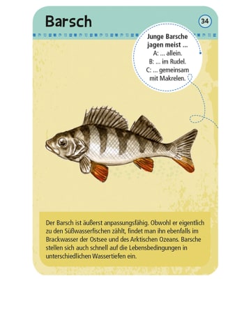 moses. Kartenset "50 heimische Strandtiere & Pflanzen" - ab 6 Jahren