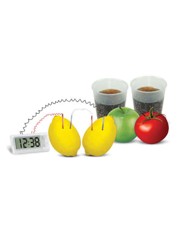 4M Experimentierset "Green Science - Kartoffeluhr" - ab 10 Jahren