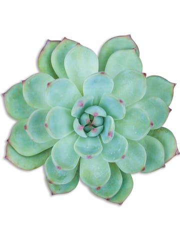 Madre Selva Tischset "Green Suculenta" in Grün - (L)50 x (B)40 cm