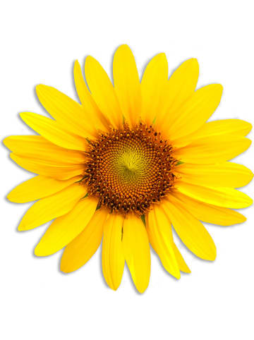 Madre Selva Placemat "Sunflower" groen - (L)50 x (B)40 cm