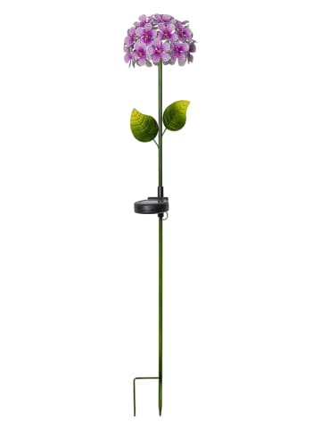 STAR Trading Ledsolartuinstekers "Hortensia" violet - (H)77 cm