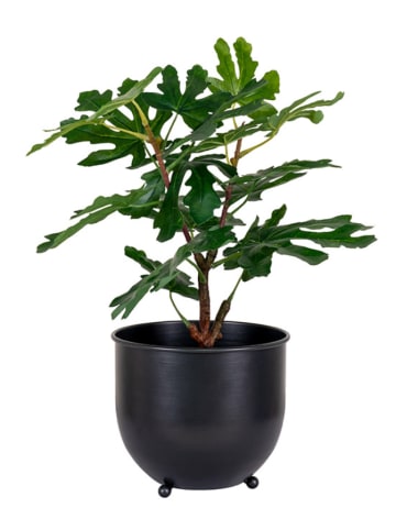 Kunstpflanze "Fig Tree" in Grün - (H)50 cm